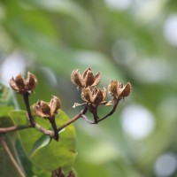 Hibiscus tiliaceus L.